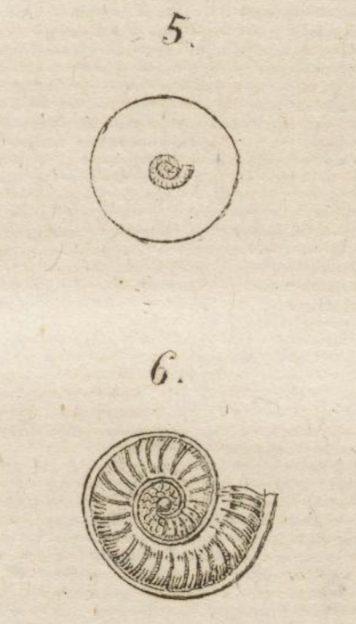 Nautilus ammonoides Gronovius, 1781