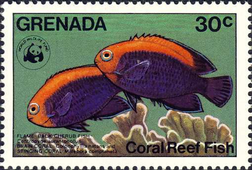 Centropyge aurantonotus Centropyge aurantonotus