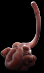 Nemertea (ribbon worms)