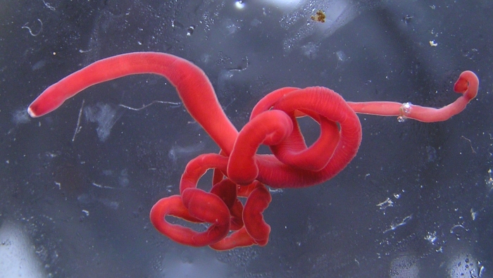 Specimen from the Sea of Japan - red form Specimen from the Sea of Japan - red form