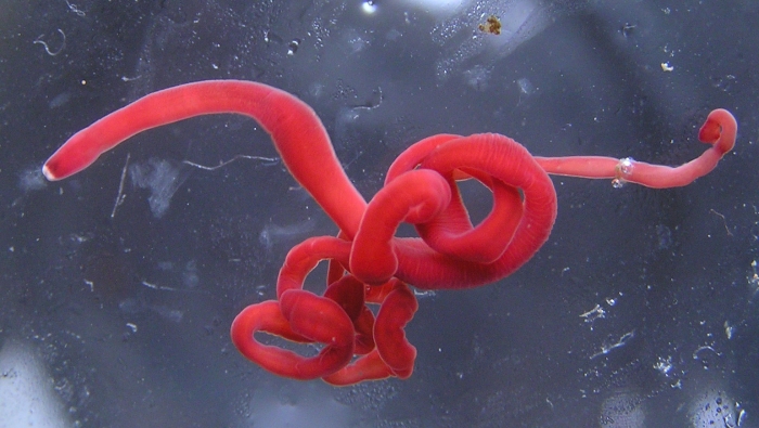 Specimen from the Sea of Japan - red form