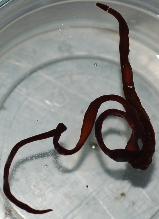 Specimen from Kuril Islands (Iturup) Specimen from Kuril Islands (Iturup)