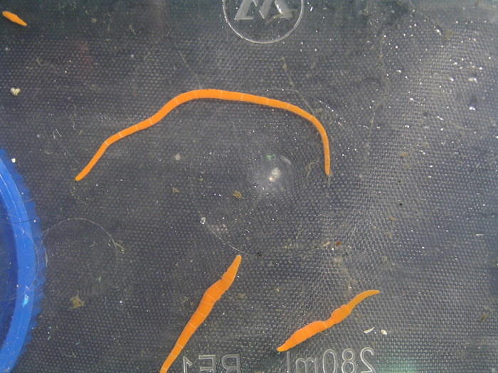 Specimens from type location (Vostok Bay) Specimens from type location (Vostok Bay)