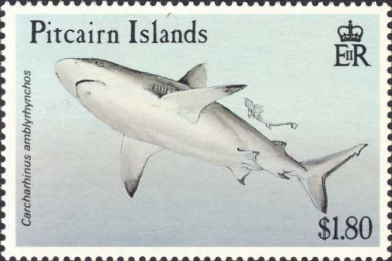 Carcharhinus amblyrhynchos Carcharhinus amblyrhynchos