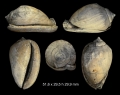 Cypraecassis cypraeiformis (Borson, 1820)