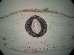 Holotype, transverse section