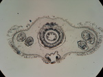 Holotype, transverse section