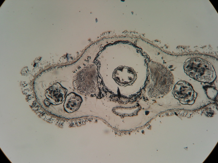 Holotype, transverse section