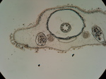 Holotype, transverse section