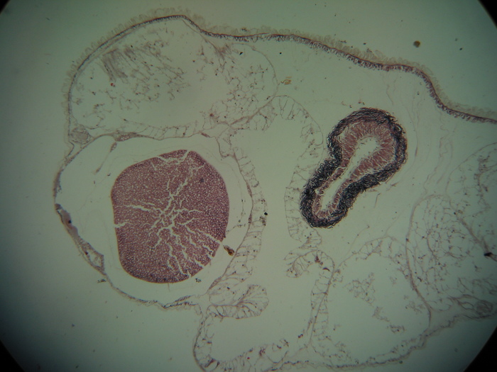 Holotype, transverse section