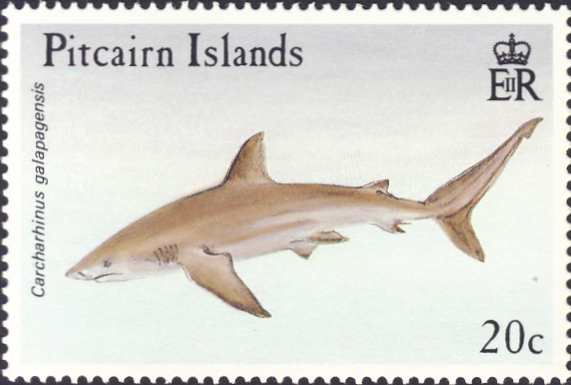 Carcharhinus galapagensis Carcharhinus galapagensis