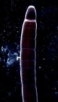 Specimen from the Sea of Japan 