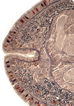 Holotype. transverse section, brain