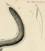 Serpentaria fragilis Goodsir, 1845