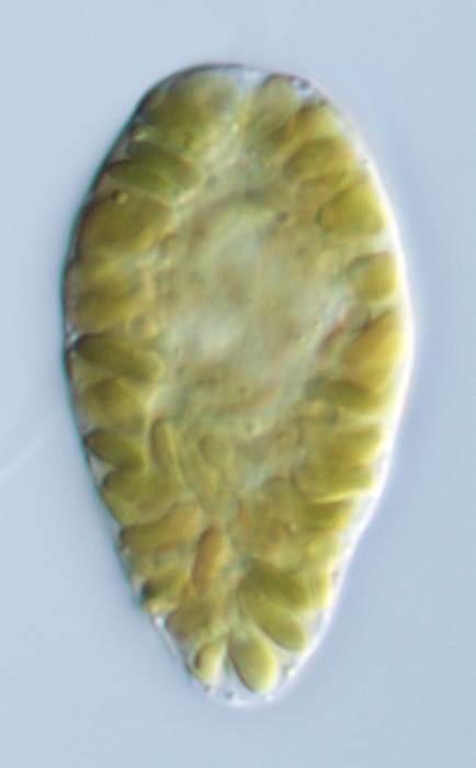 Chattonella subsalsa Chattonella subsalsa