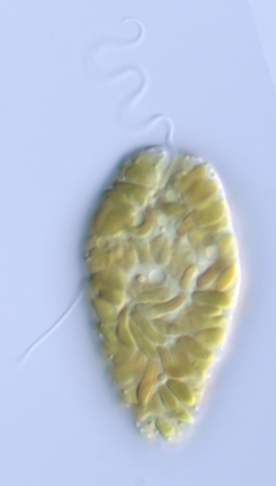 Chattonella subsalsa Chattonella subsalsa