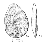 Ammomarginulina krachemensis Magné & Sigal, 1954