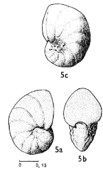 Nonionella laffitei Magné & Sigal, 1954