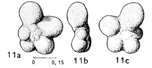 Hastigerinella simplicissima Magné & Sigal, 1954