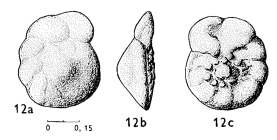 Rotalia algeriana Magné & Sigal, 1954