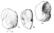 Valvulammina parrelloides Magné & Sigal, 1954