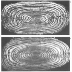 Alveolina cylindrata Hottinger, 1960