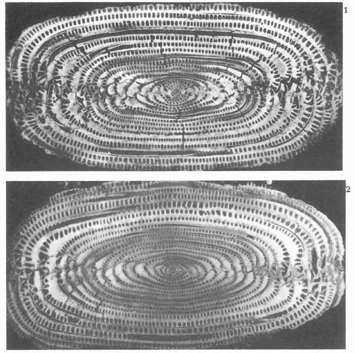 Alveolina cylindrata Hottinger, 1960
