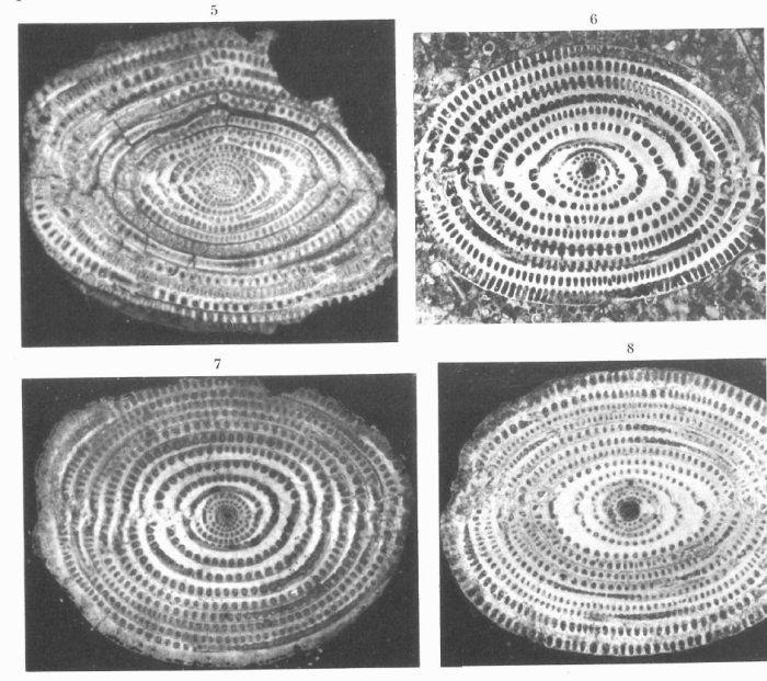 Alveolina aragonensis Hottinger, 1960