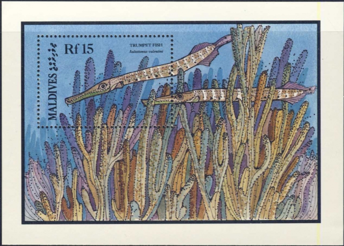 Aulostomus valentini Aulostomus valentini