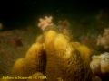 Porifera (sponges)