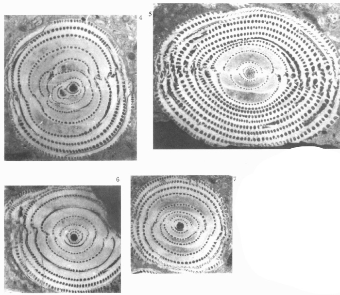 Alveolina aramaea Hottinger, 1960