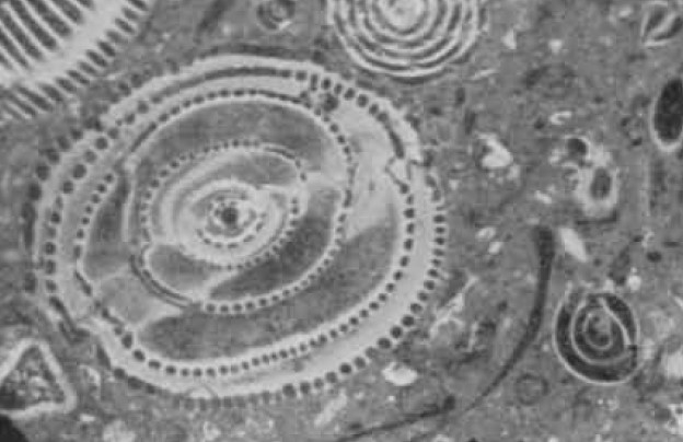 Alveolina avellana Hottinger, 1960