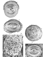 Alveolina avellana Hottinger, 1960
