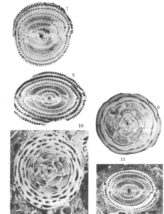 Alveolina avellana Hottinger, 1960