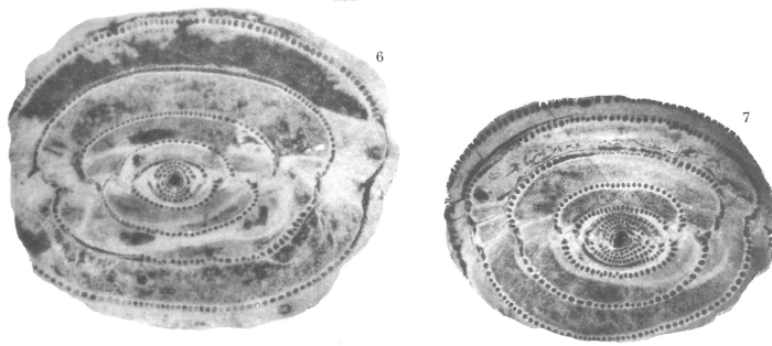 Alveolina bronneri Hottinger, 1960