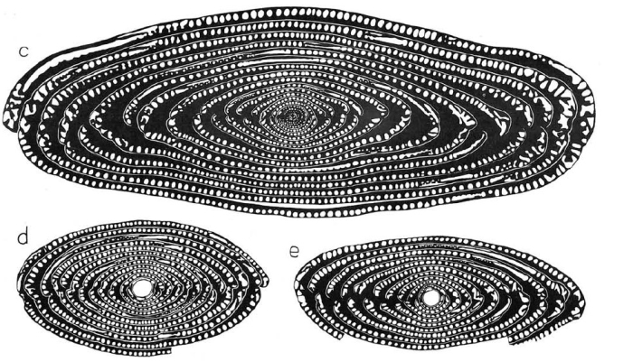 Alveolina corbarica Hottinger, 1960