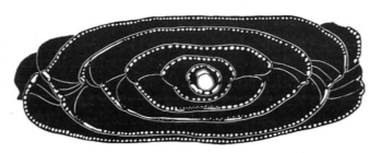 Alveolina coudurensis Hottinger, 1960