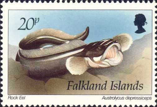 Austrolycus depressiceps Austrolycus depressiceps