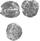 Alveolina dainellii Hottinger, 1960