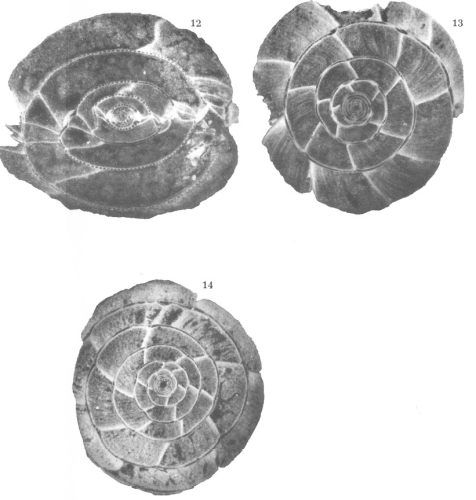 Alveolina dainellii Hottinger, 1960