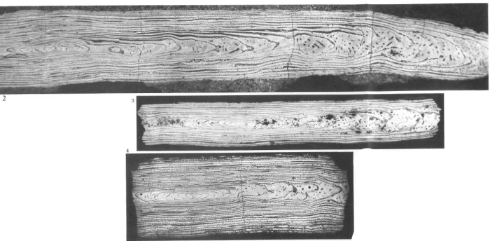 Alveolina munieri Hottinger, 1960