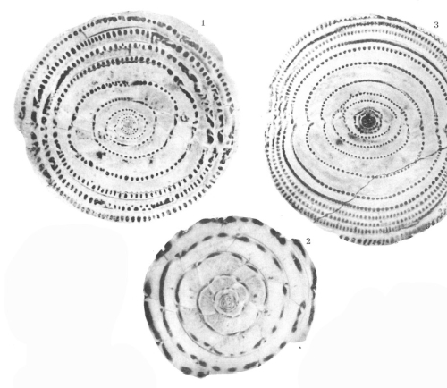 Alveolina pisiformis Hottinger, 1960