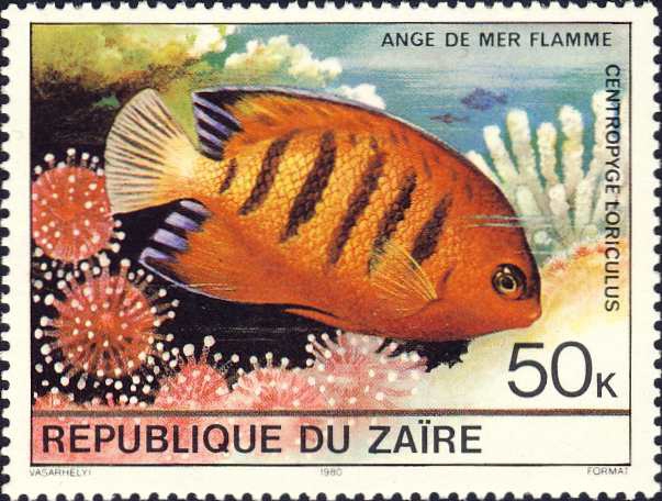 Centropyge loricula Centropyge loricula
