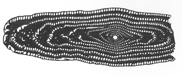 Alveolina rugosa Hottinger, 1960