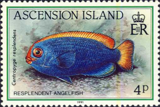 Centropyge resplendens Centropyge resplendens