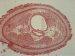 Syntype (transverse section)