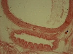 Syntype (transverse section)