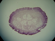 Paratype (transverse section)
