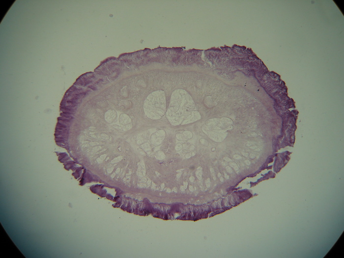 Paratype (transverse section)