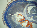 Holotype, transverse section